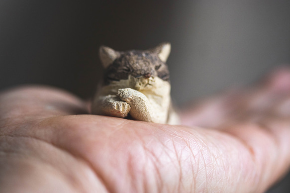 うたた寝猫【猫_799】 9枚目の画像