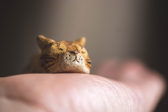 お座り猫【猫_809】 10枚目の画像