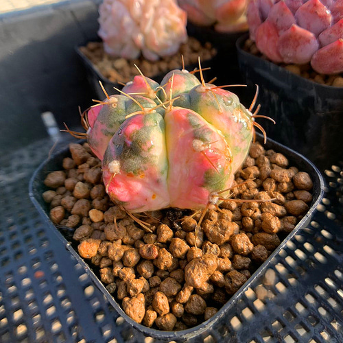 農園直売 聖王丸錦 サボテン 超レア インテリア 多肉専門VERVE アート