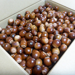 2025年10月収穫】ナンキンハゼの白い実 40g その他素材 pepe 通販