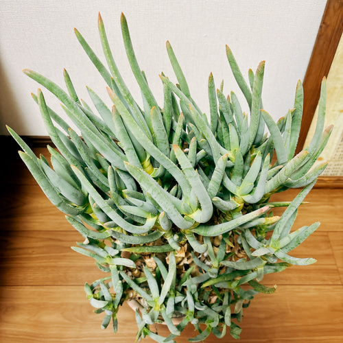 現品］【希少】1番 アロエ ラモシシマ 7号 観葉植物 レア