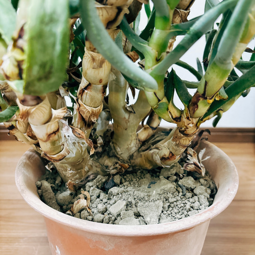 現品］【希少】1番 アロエ ラモシシマ 7号 観葉植物 レア