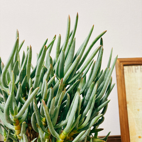 現品］【希少】1番 アロエ ラモシシマ 7号 観葉植物 レア