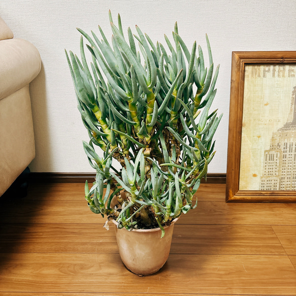 ［現品］【希少】1番　アロエ　ラモシシマ　7号　観葉植物　レア　プラスチック鉢　羅紋錦　多肉植物　 1枚目の画像