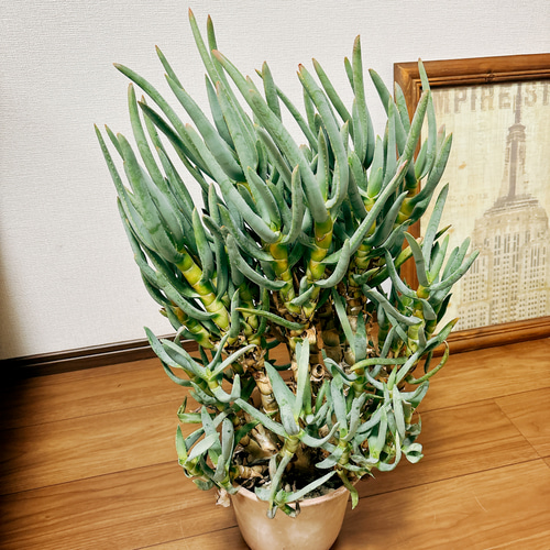 現品　アロエ　ラモシシマ　1番　根上がり　幹上がり　多肉植物　レア　観葉植物 現品 アロエ ラモシシマ 1番 根上がり 幹上がり 多肉植物 レア