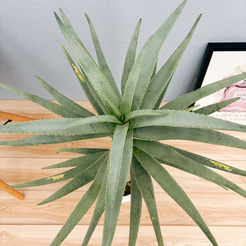 現品］5番 アロエ ディコトマ 7号 観葉植物 室内 屋外 おしゃれ