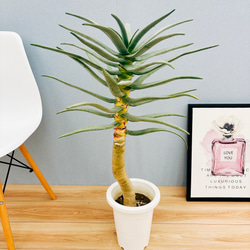 ［現品］84番　アロエ　ディコトマ　8号　観葉植物　室内　大型　屋外　おしゃれ Amazon.co.jp: 現品 観葉植物 アロエ ディコトマ 8号鉢 大型