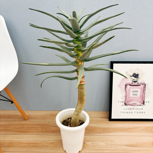 アロエ ディコトマ 【公式通販】