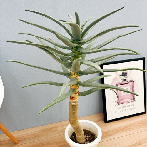 現品］5番 アロエ ディコトマ 7号 観葉植物 室内 屋外 おしゃれ