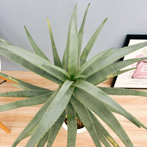 現品］5番 アロエ ディコトマ 7号 観葉植物 室内 屋外 おしゃれ