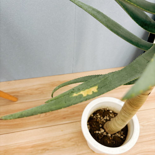 アロエ ディコトマ 現品］5番 アロエ ディコトマ 7号 観葉植物 室内 屋外 おしゃれ