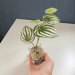 ■本物そっくり枯れない観葉植物■ミニ　フェイクグリーン　葉世話いらず　ガラス瓶　インテリア　ディスプレイ　グリーン 6枚目の画像