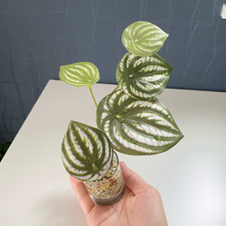 ■本物そっくり枯れない観葉植物■ミニ　フェイクグリーン　葉世話いらず　ガラス瓶　インテリア　ディスプレイ　グリーン 7枚目の画像