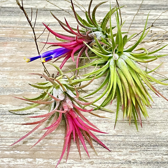 Tillandsia エアプランツ イオナンタ  フエゴ  3株 2枚目の画像
