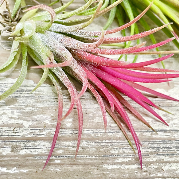 Tillandsia エアプランツ イオナンタ  フエゴ  3株 5枚目の画像