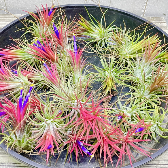 Tillandsia エアプランツ イオナンタ  フエゴ  3株 7枚目の画像