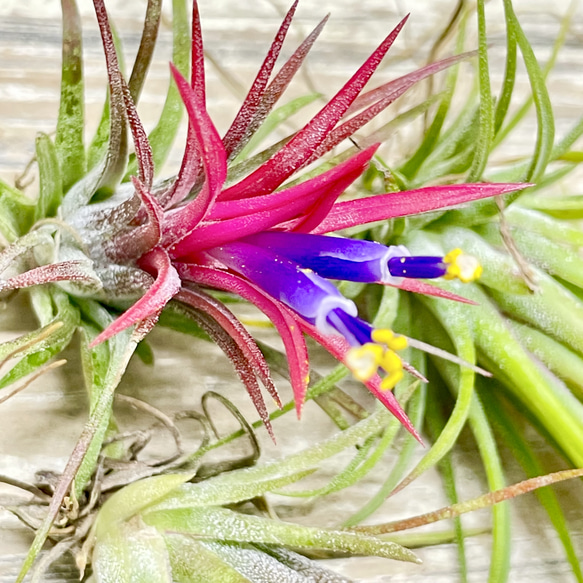 Tillandsia エアプランツ イオナンタ  フエゴ  3株 4枚目の画像