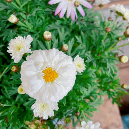 現品ラスト！毎年楽しめる可愛いお花♡【3色マーガレット春の