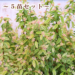 値下げセール ５苗セット 花苗 コデマリ 桜でまり ピンクアイス 3号 低木 斑入り 白 春 花が咲く 美しい 1枚目の画像