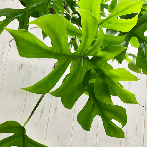 吊るして楽しむ、ヒメモンステラの麻玉ハンギング（手作り・観葉植物