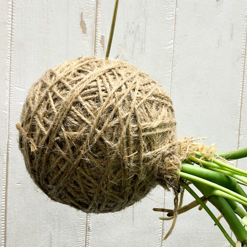 吊るして楽しむ、ヒメモンステラの麻玉ハンギング（手作り・観葉植物