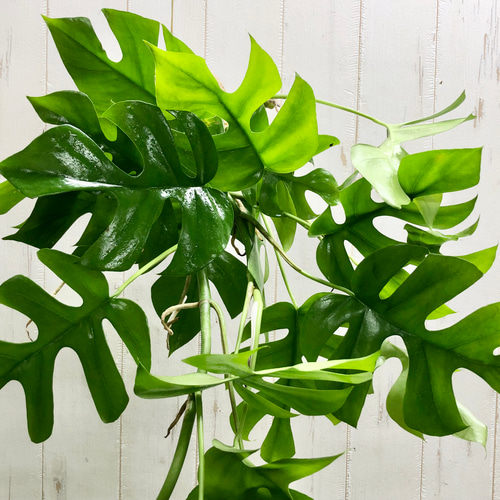 モンステラ 吊り下げ　お洒落　ハンキング　　ヒメモンステラ　観葉植物のある暮らし 吊るして楽しむ、ヒメモンステラの麻玉ハンギング（手作り・観葉