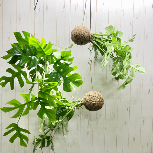吊るして楽しむ、ヒメモンステラの麻玉ハンギング（手作り・観葉