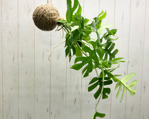 ヒメモンステラ吊り下げ式観葉植物一点物 ヒメモンステラ吊り下げ式観葉植物一点物