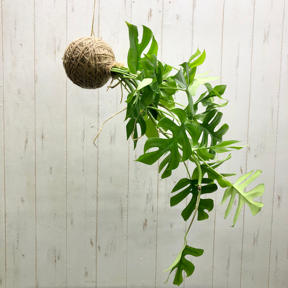 モンステラ 吊り下げ　お洒落　ハンキング　　ヒメモンステラ　観葉植物のある暮らし 日本花キ流通 観葉植物 モンステラ オブリクアエクスピラータ 5