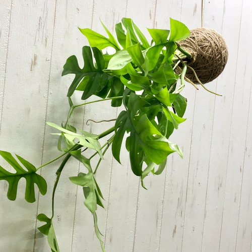 吊るして楽しむ、ヒメモンステラの麻玉ハンギング（手作り・観葉植物