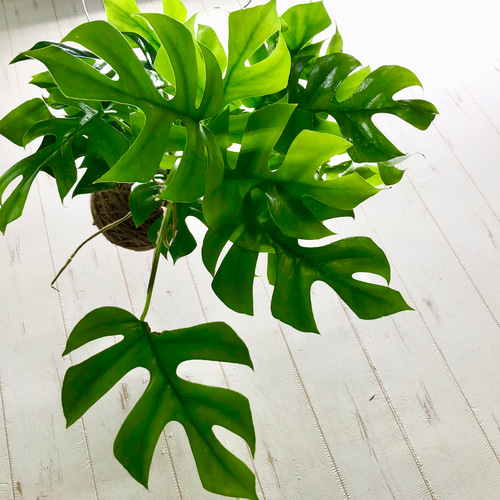 吊るして楽しむ、ヒメモンステラの麻玉ハンギング（手作り・観葉植物
