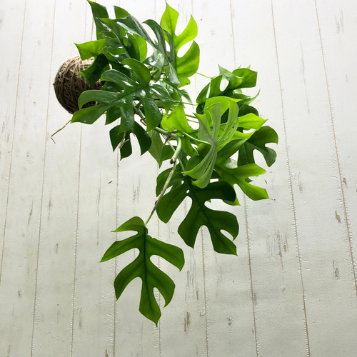 吊るして楽しむ、ヒメモンステラの麻玉ハンギング（手作り・観葉植物