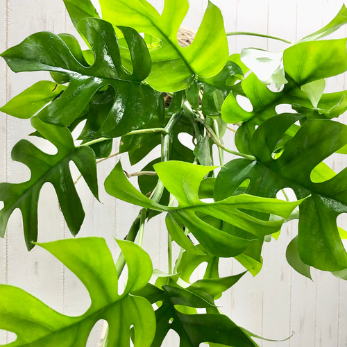 吊るして楽しむ、ヒメモンステラの麻玉ハンギング（手作り・観葉植物