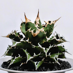 3厳選子株 アガベ チタノタ 姫厳竜 濃黒棘 肉厚 大甲蓋 強鋸歯 狂刺