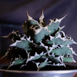 3厳選極上中株 アガベ チタノタ 狂刺夕映 極上強棘 強鋸歯 狂刺刺し