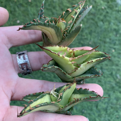 【現物】アガベ チタノタ オテロイ 狂刺 夕映 大株 良血統 子株付き アガベ・チタノタ 狂刺夕映- 001｜agave titanota Solar Eclipse