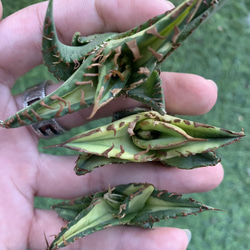 アガベチタノタ “鮫歯”極上バンド幅 写真株出品 超絶狂棘 精品株 cda6d6d747cf1d88801cde03953aad