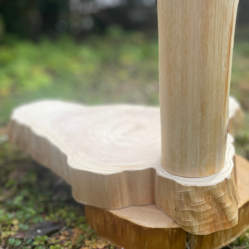 ミミズクさんの止まり木に 檜切り株