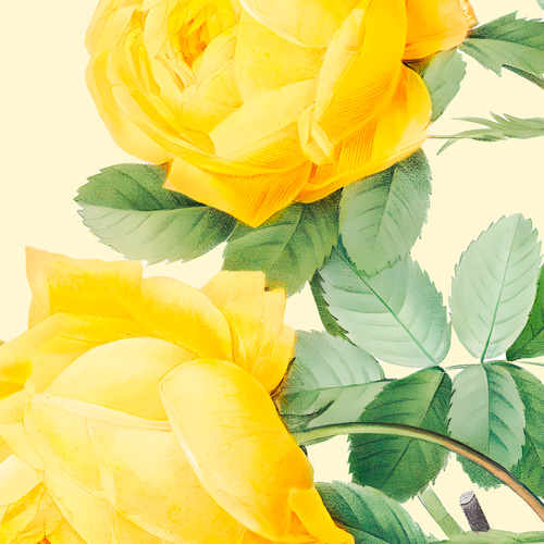 黄色のバラ アートポスター インテリアアート 春 ピエール＝ジョゼフ
