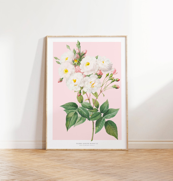 ピンクのバラ アートポスター インテリアアート パステル 春