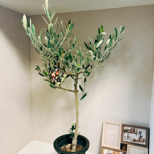 現品］2番 オリーブ ミッション 6号 観葉植物 ベランダ 創樹 SOUJU