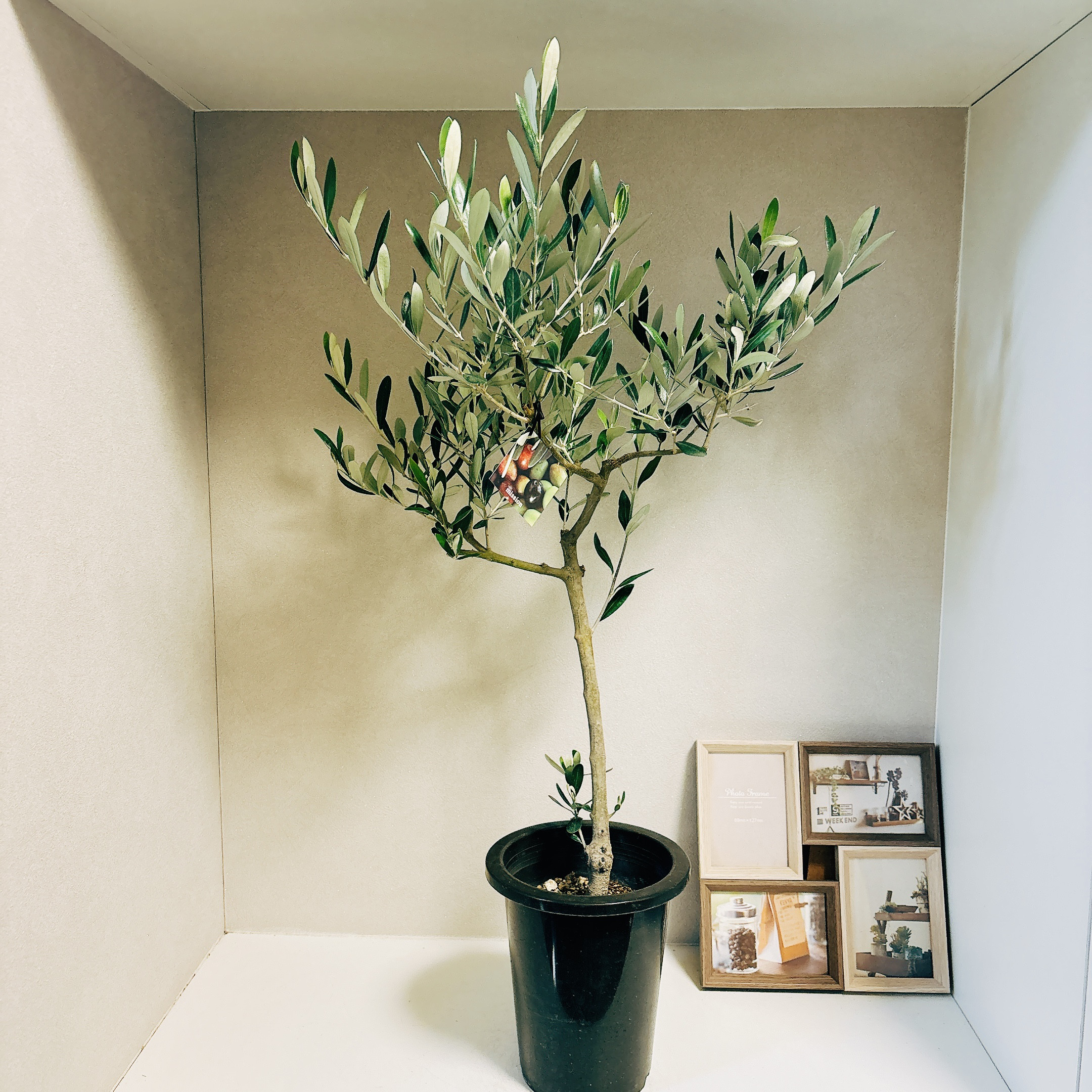 ※引き取り　2m越え　soujuオリーブ ミッション 引き取り 2m越え soujuオリーブ ミッション - メルカリ