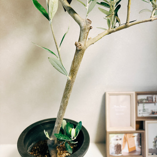 現品］2番 オリーブ ミッション 6号 観葉植物 ベランダ 創樹