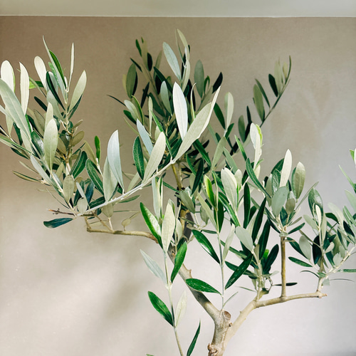 ※引き取り　2m越え　soujuオリーブ ミッション 2m越え soujuオリーブ ミッション