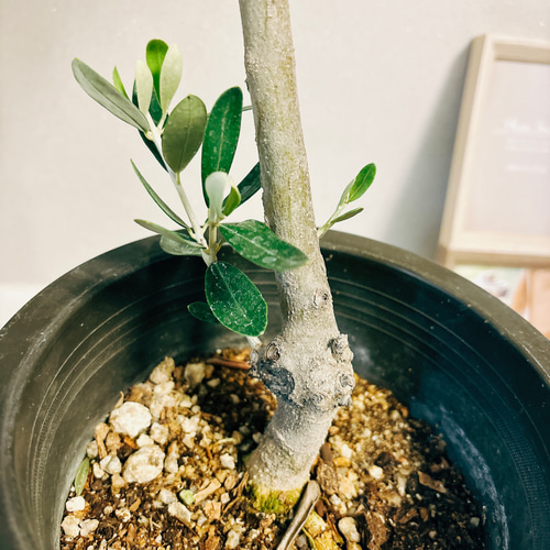 ※引き取り　2m越え　soujuオリーブ ミッション 引き取り 2m越え soujuオリーブ ミッション - メルカリ