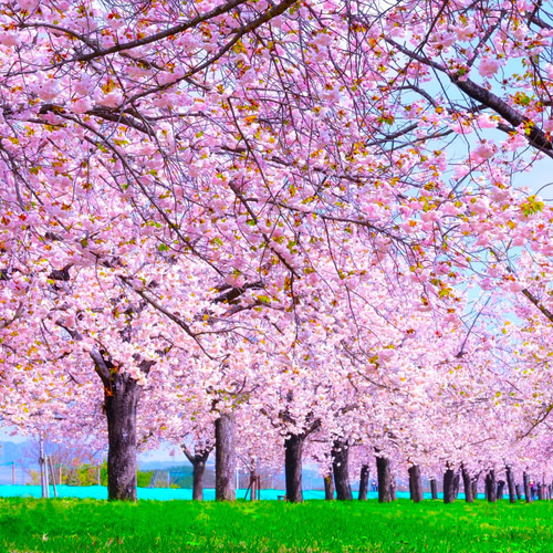 桜並木」額装写真 A4判&2L版セット(写真のみ2枚) フォト
