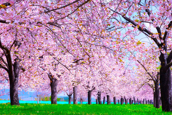 国立桜並木の昼夜風景高解像度写真　2Ｌ判写真　4枚　セート 桜並木」額装写真 A4判&2L版セット(写真のみ2枚) フォトフレーム