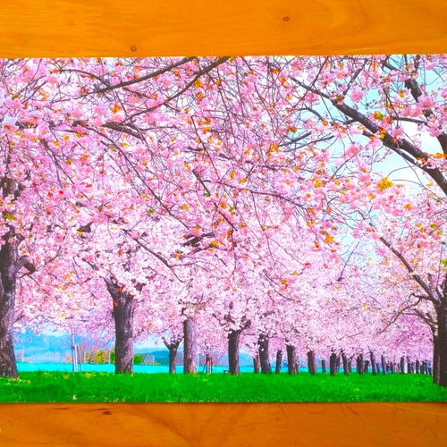 桜並木」額装写真 A4判&2L版セット(写真のみ2枚) フォトフレーム