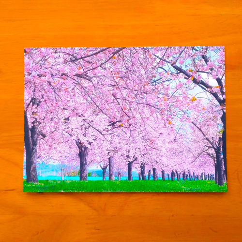 桜並木」額装写真 A4判&2L版セット(写真のみ2枚) フォト