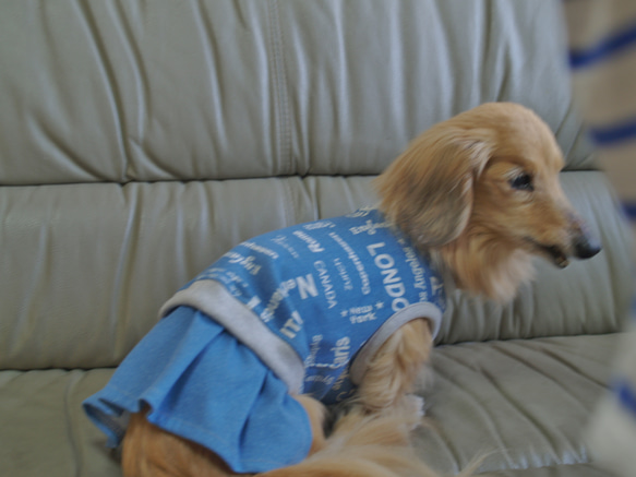 【送料無料】【スカイブルー】ダックス 小型犬用洋服 綿ノースリーブ スカート 犬服 ダックス プードル チワワ 4枚目の画像